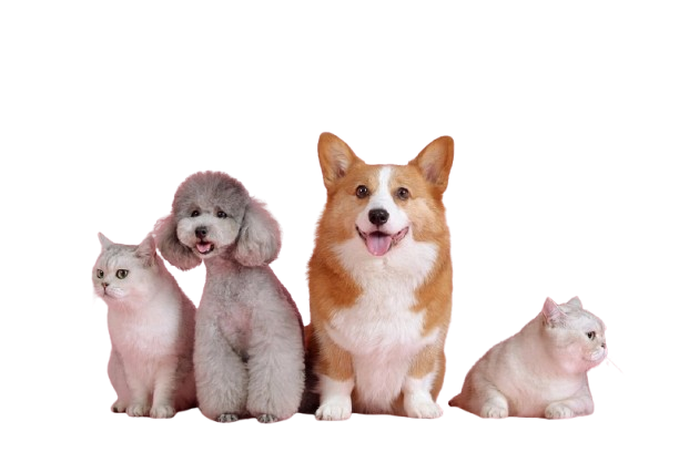 pets 3715733 960 720 removebg preview